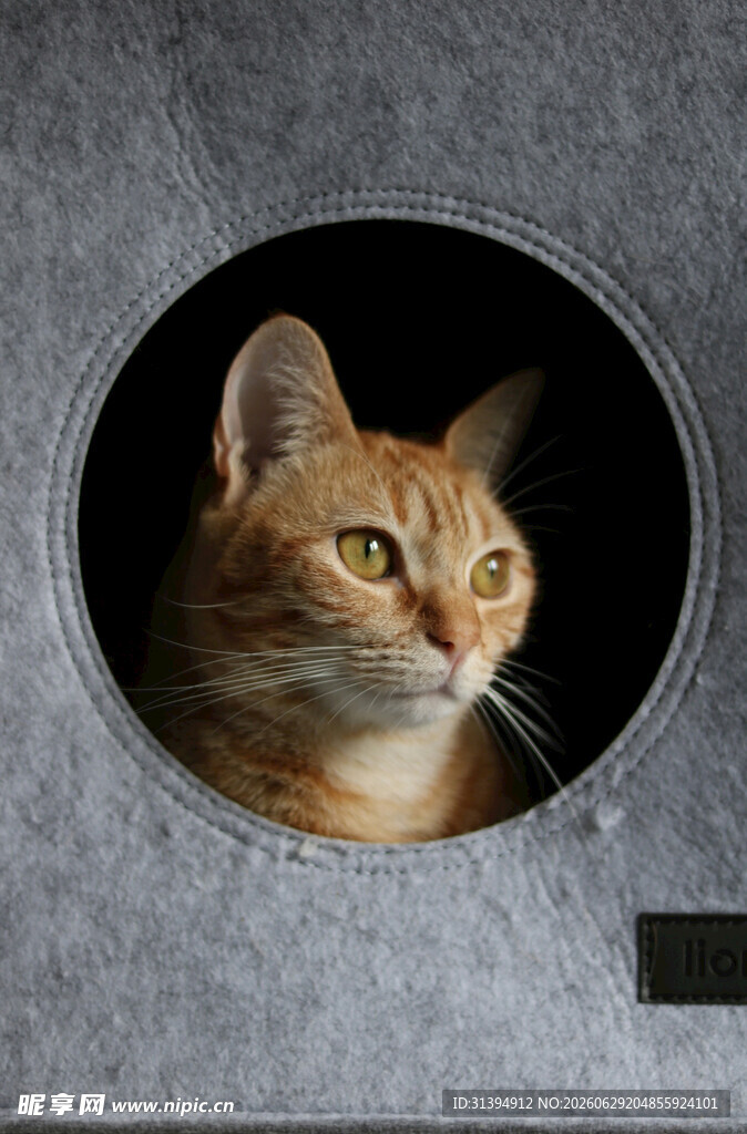 圆洞中的橘猫