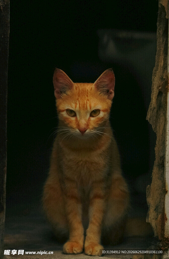 橘猫端坐