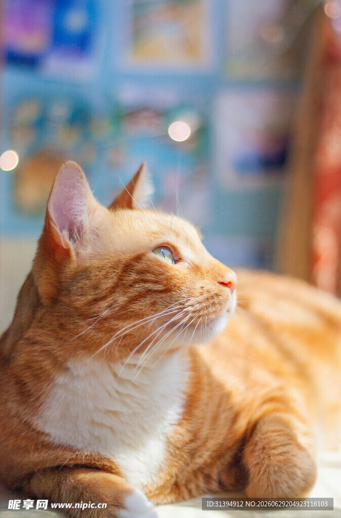 橘猫惬意躺卧