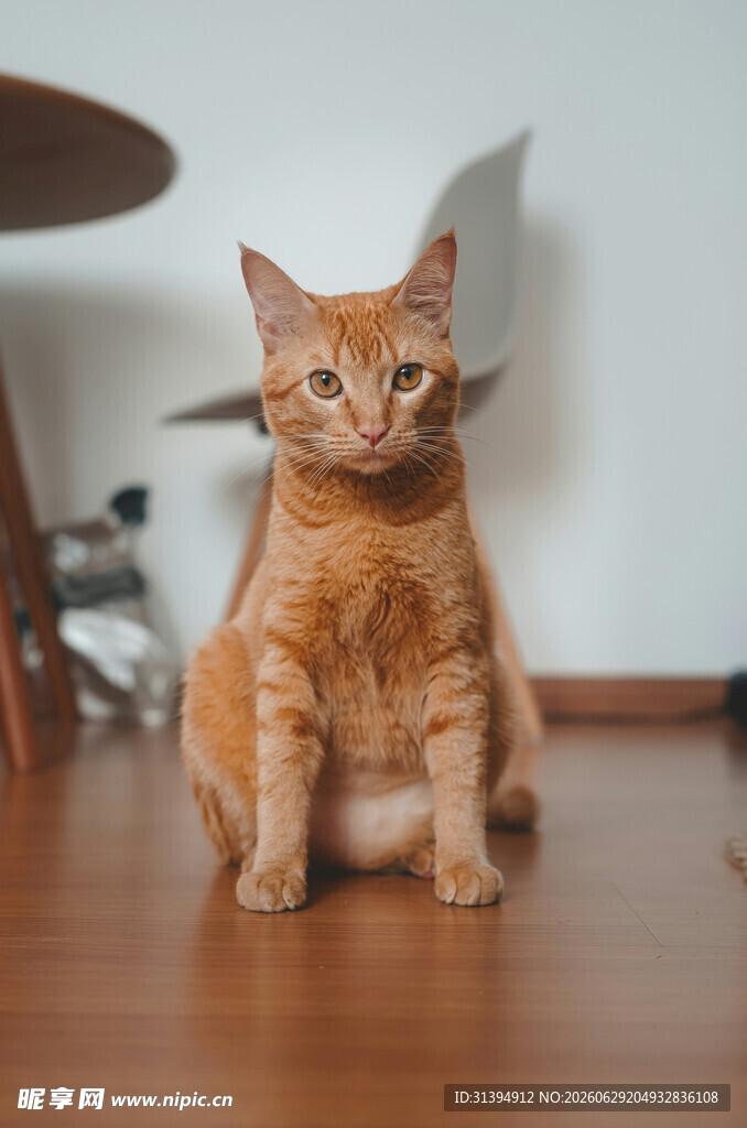 橘猫端坐地板
