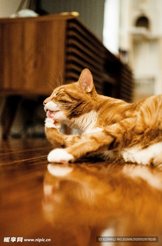橘猫惬意趴地打哈欠