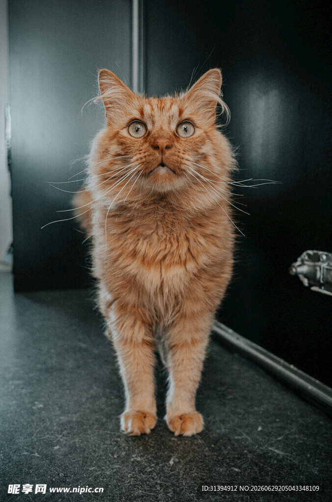 橘色长毛猫站立姿态