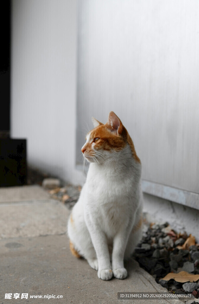 坐地面的白棕相间猫咪