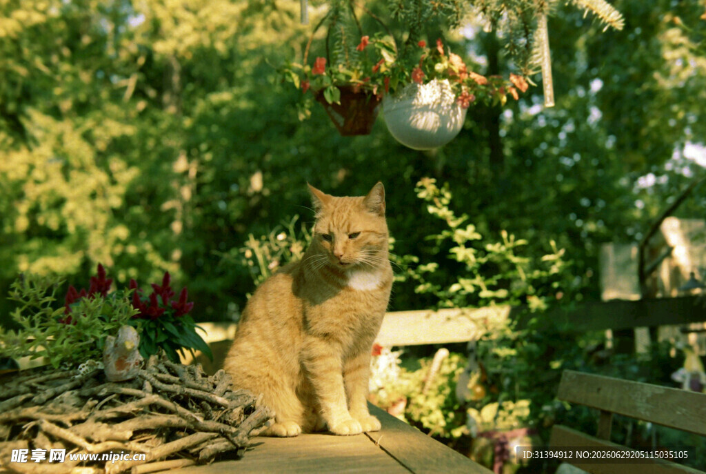 花园中休憩的可爱猫咪