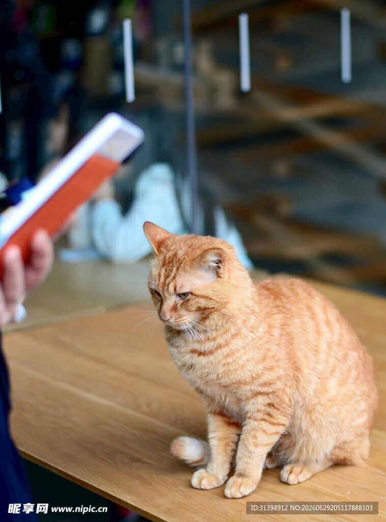 橘猫端坐与人互动瞬间
