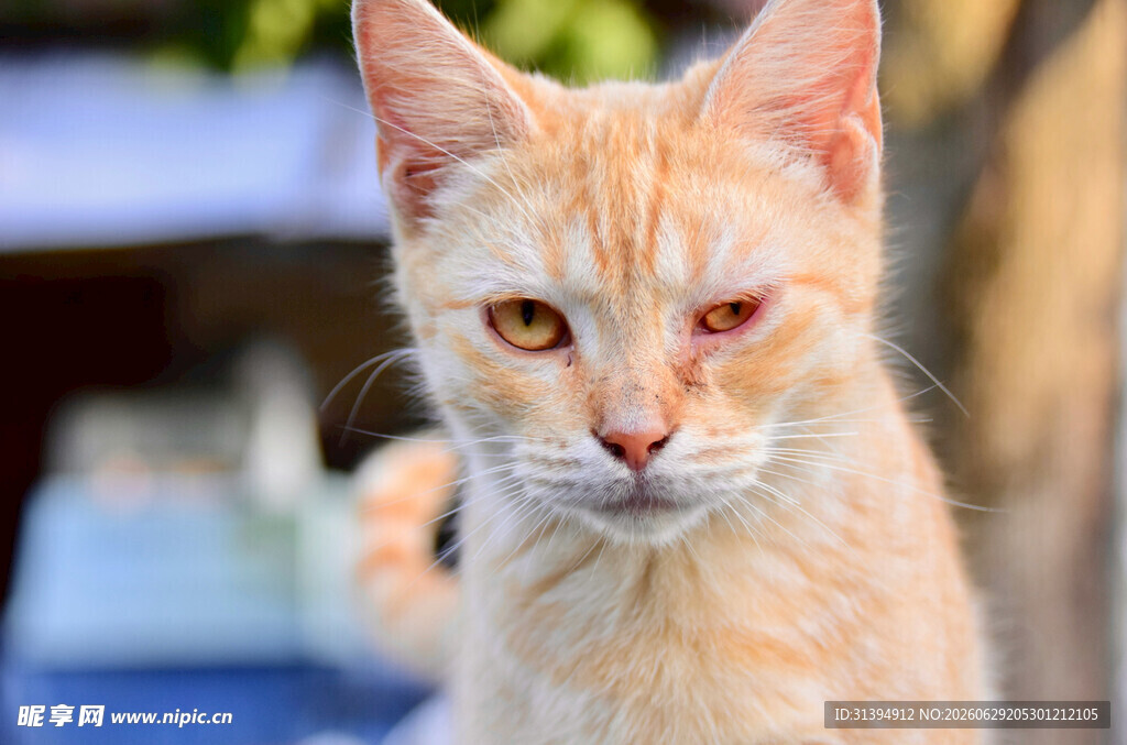 橘色猫咪特写
