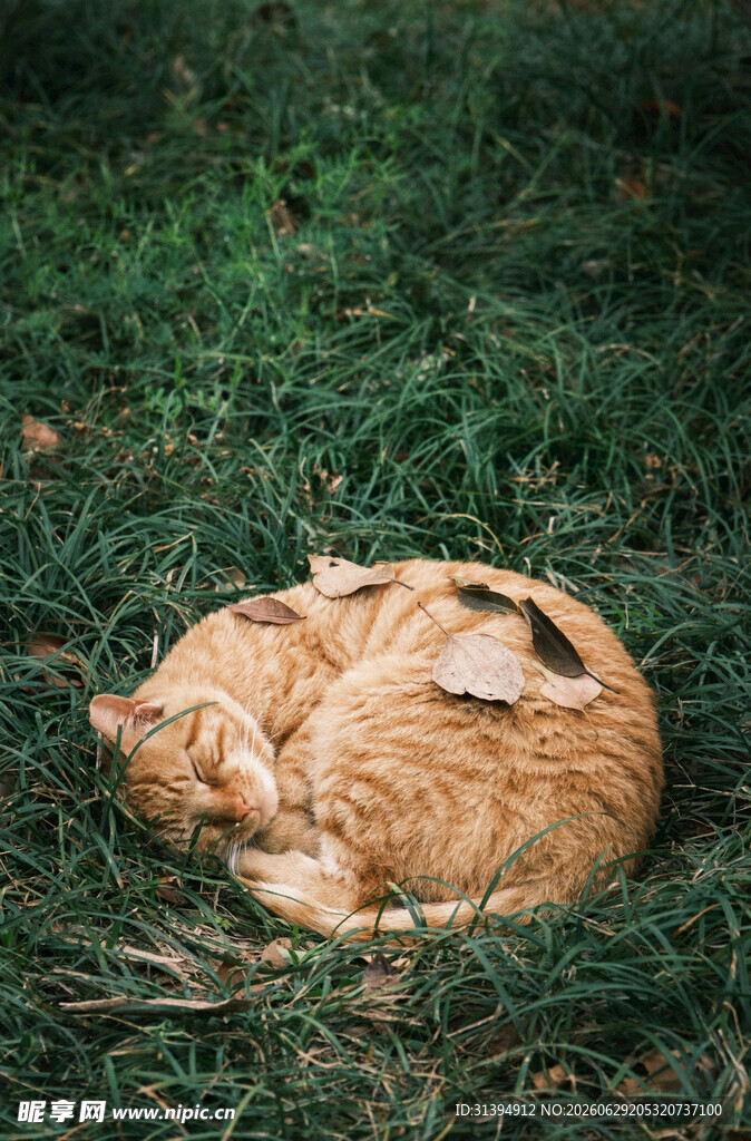 草地上蜷缩睡觉的猫咪
