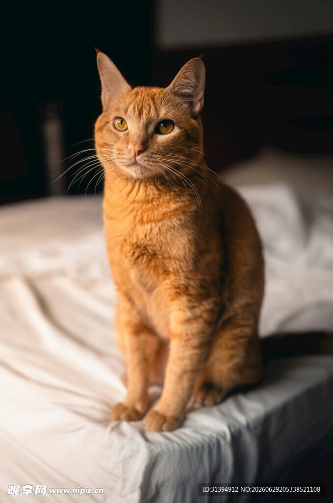 橘猫端坐床上