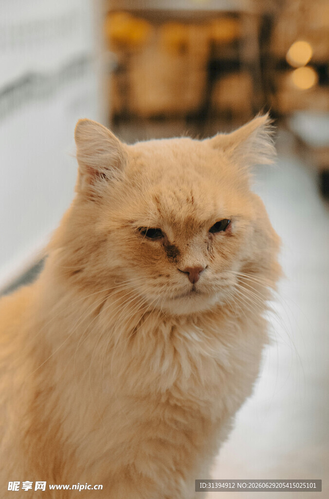 慵懒长毛猫眼神带点傲娇