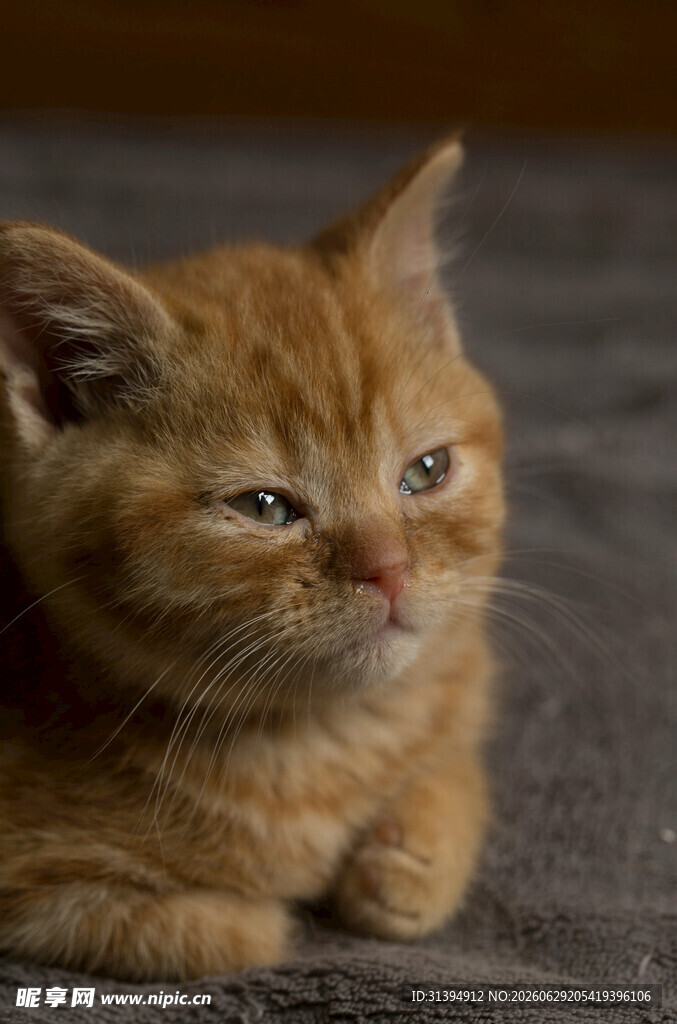 橘色小猫侧卧的可爱瞬间