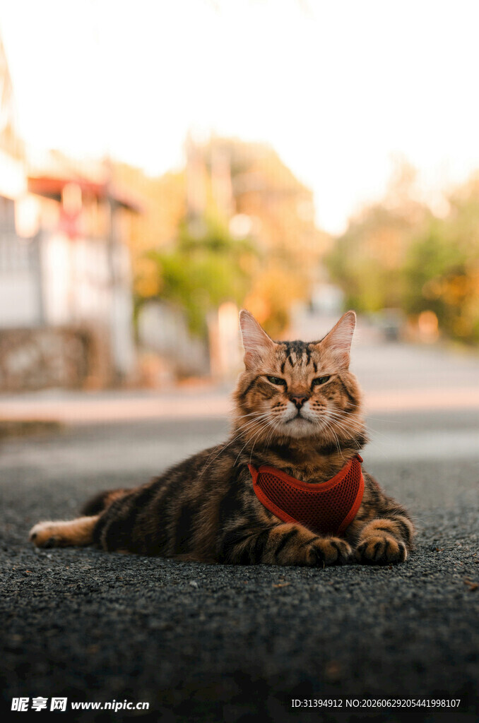 戴围巾的猫咪惬意趴地