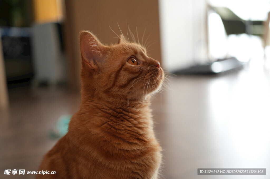 橘猫抬头望景