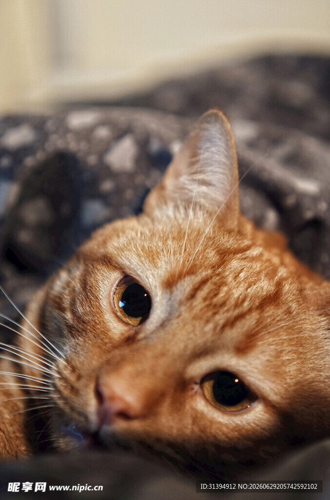 慵懒橘猫惬意趴卧