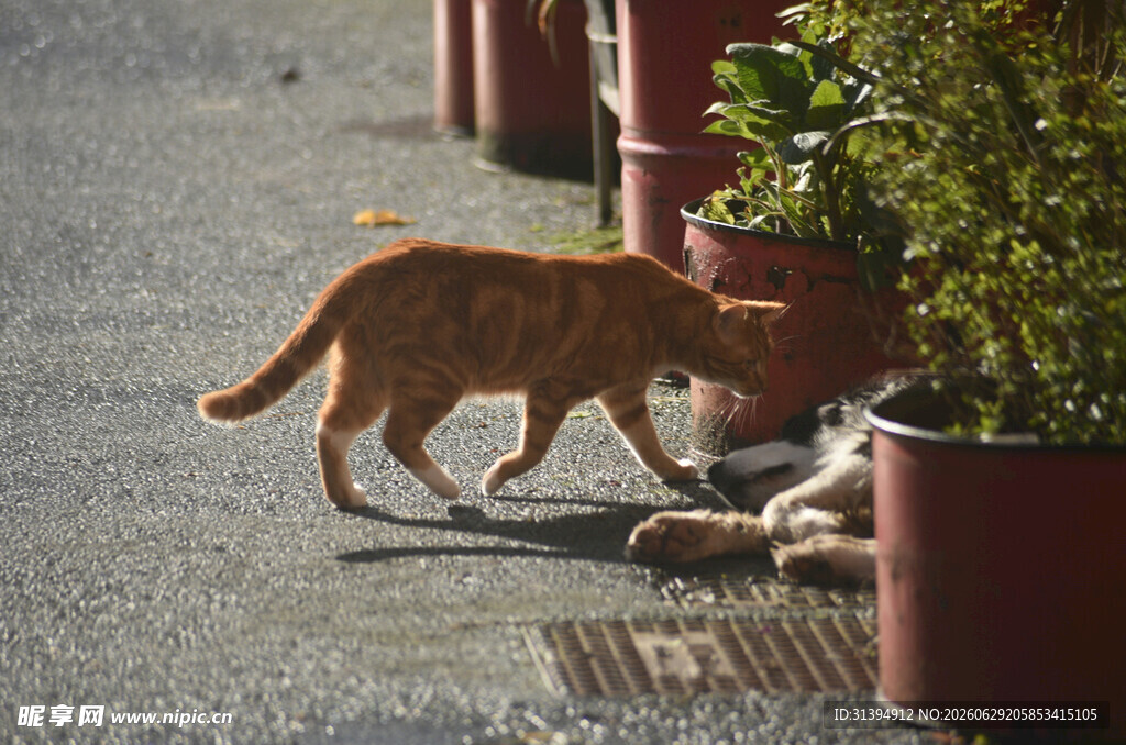 橘猫嗅探地上绿植