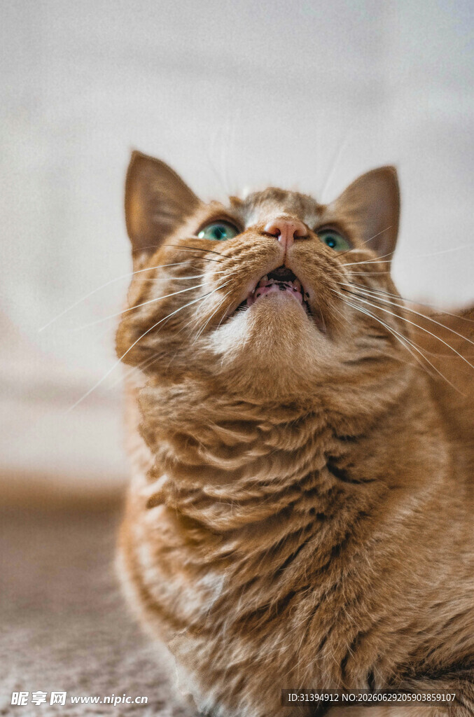 仰头的橘猫