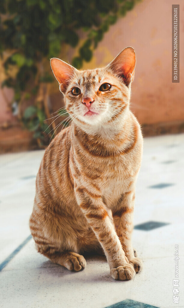 橘猫端坐表情俏皮可爱