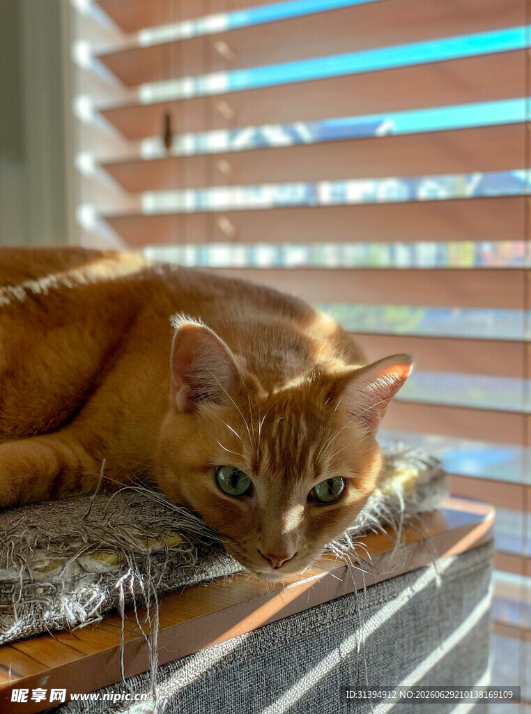 窗边橘猫于猫抓板休憩
