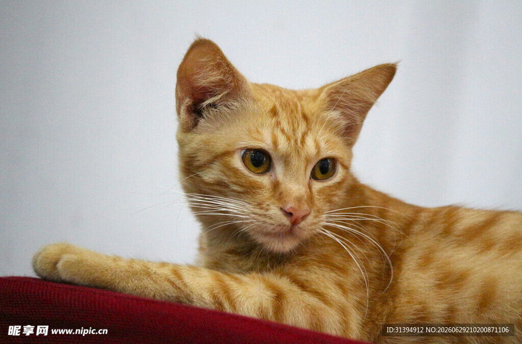 橘猫趴在红垫子上