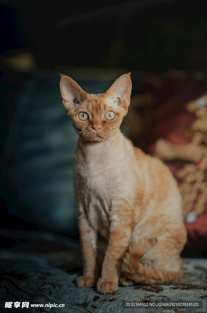 可爱橘色德文卷毛猫