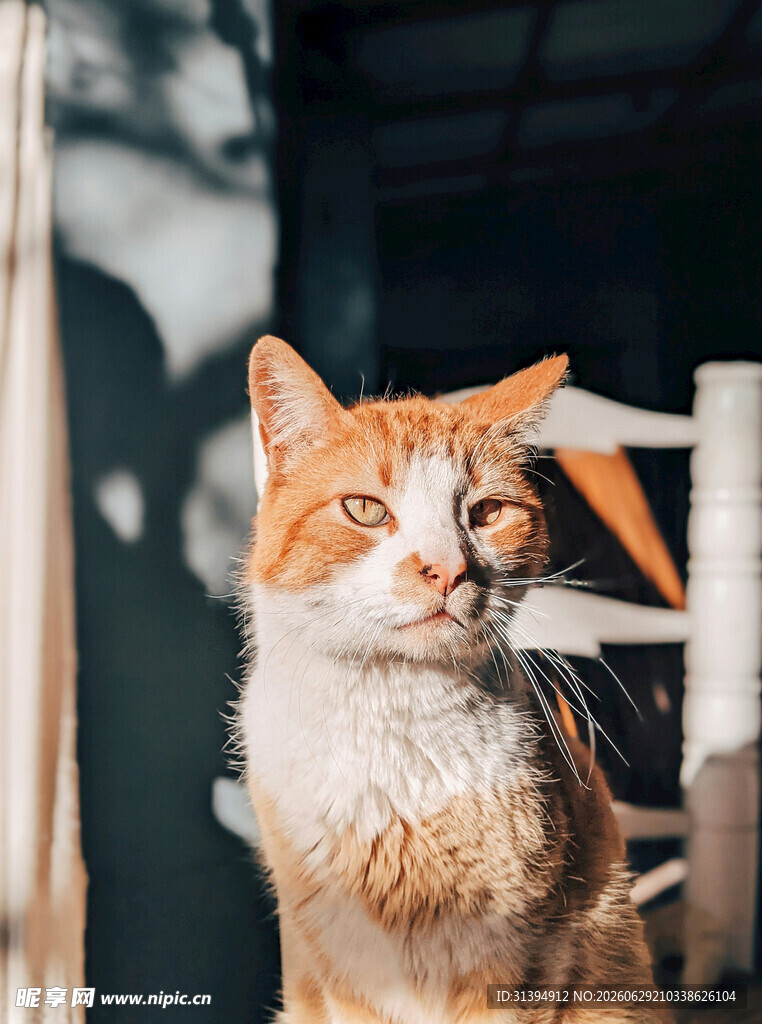 阳光下的可爱橘猫