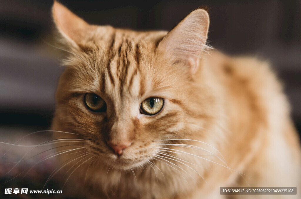 橘色猫咪特写