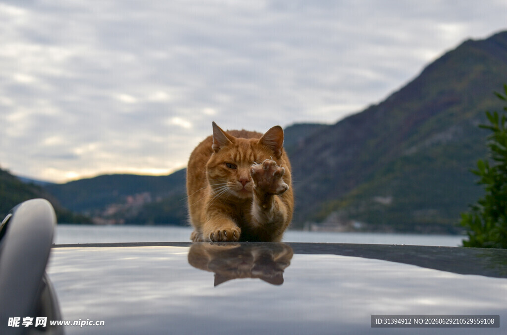 车顶萌猫背景山川美景
