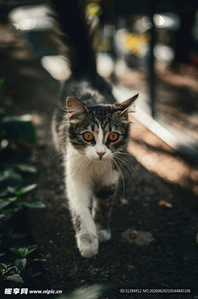 漫步中的三色猫咪