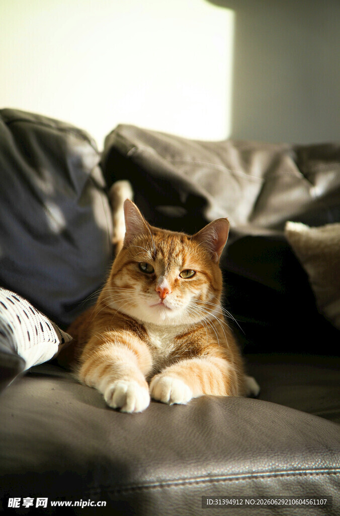 慵懒猫咪趴卧在沙发上