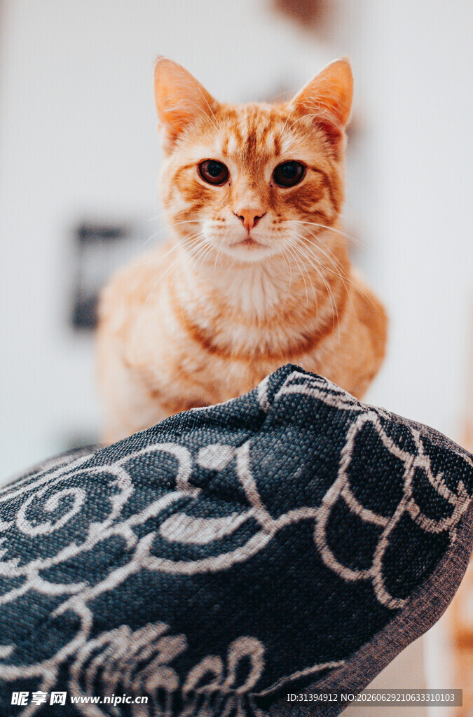 橘猫趴枕上