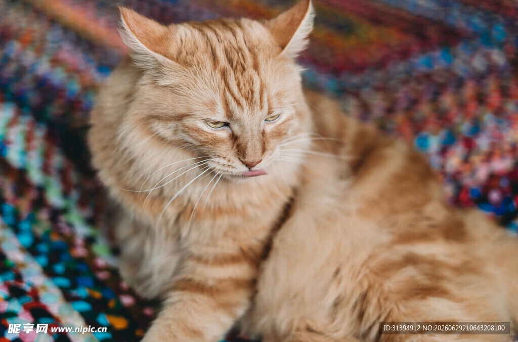 慵懒橘猫惬意躺卧