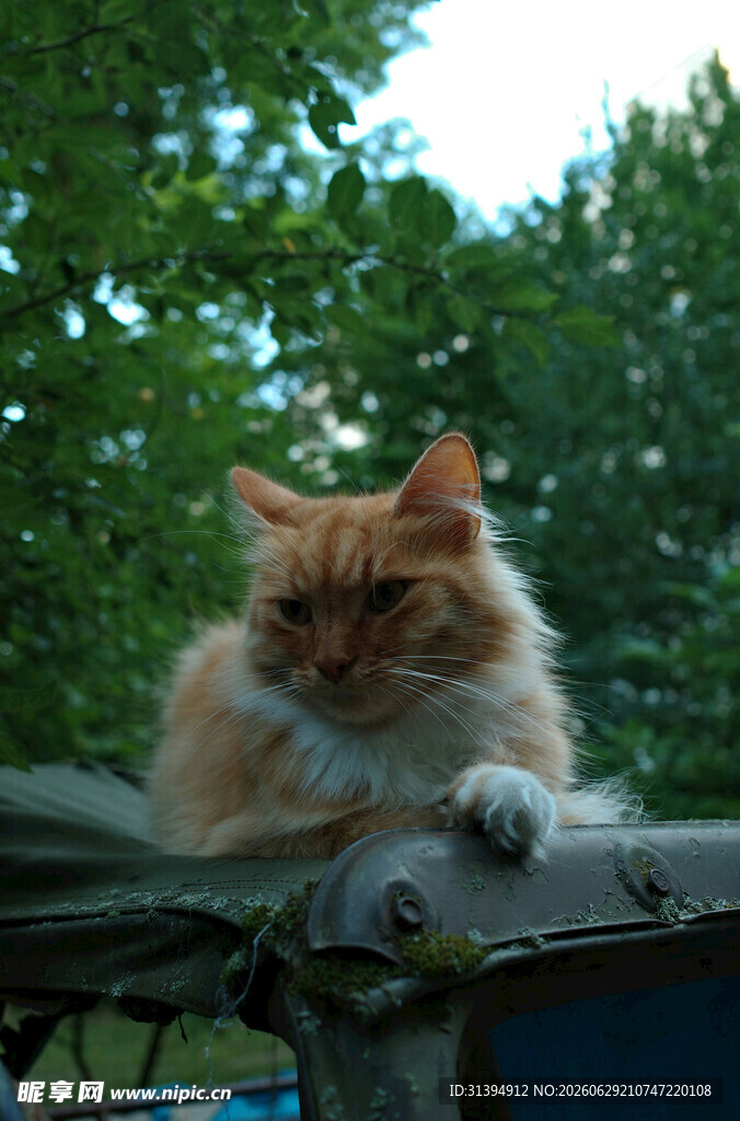 慵懒橘猫趴于户外木架
