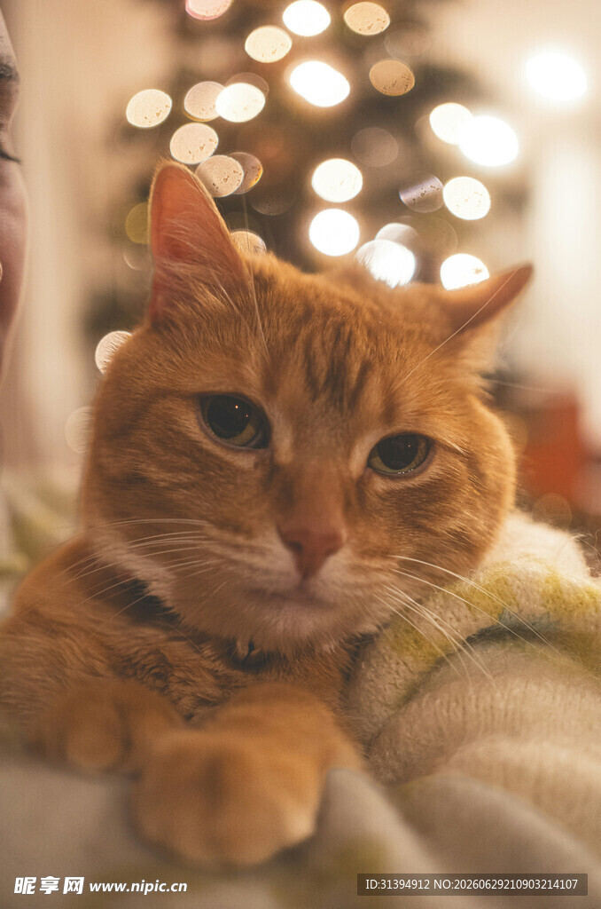 橘猫惬意躺卧温馨画面