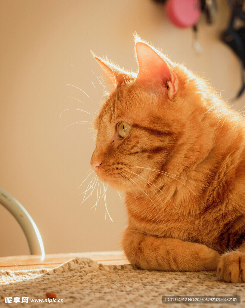 橘猫安静趴卧