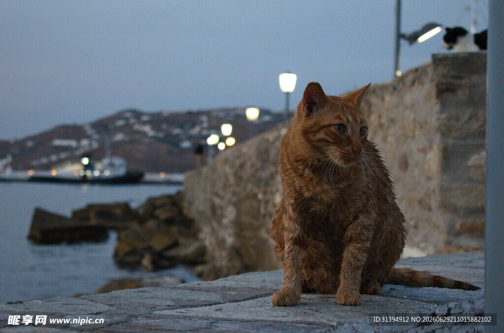 海边石上的孤独猫咪