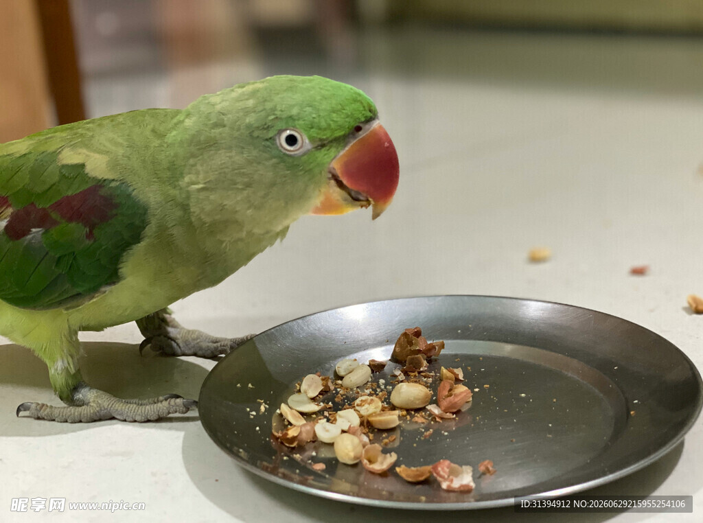 绿鹦鹉站在盘边吃食物