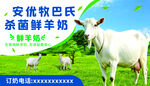 安牧特巴氏杀菌鲜羊奶