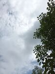 树梢上的天空与白云