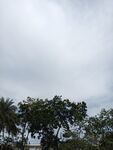 天空下的繁茂树木