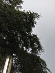 树梢与天空的自然景致
