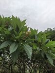 绿叶繁茂的植物景观