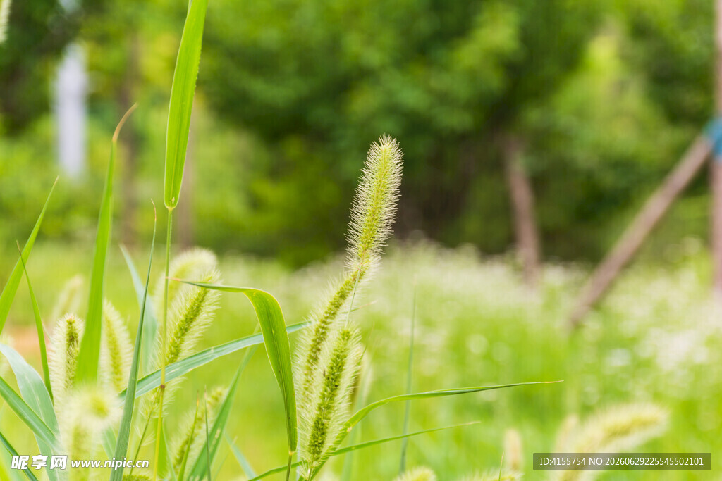 夏日田园中的嫩绿狗尾草