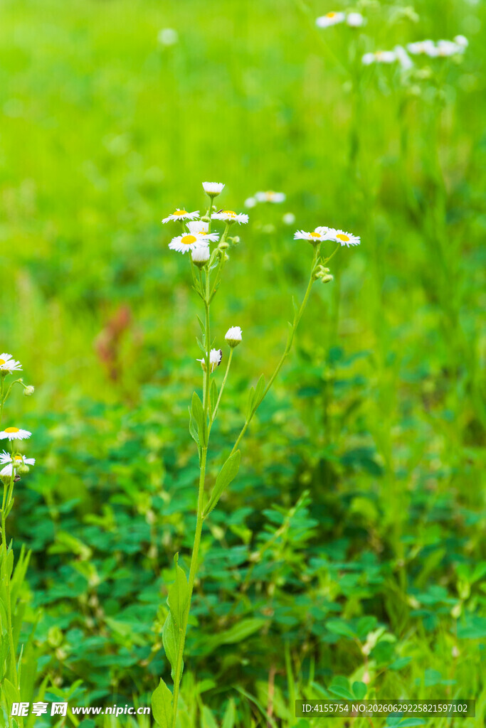 绿色菜地里的白色野菊花