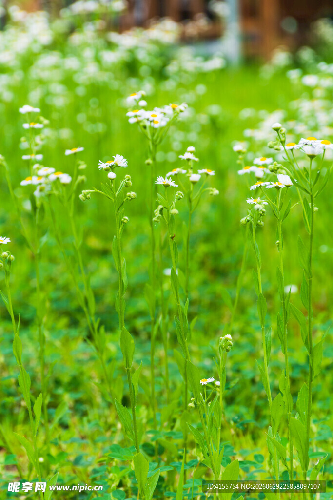 野菊花