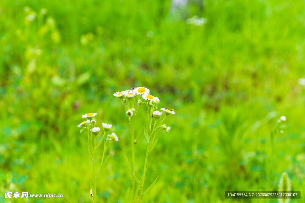 一年蓬野菊花