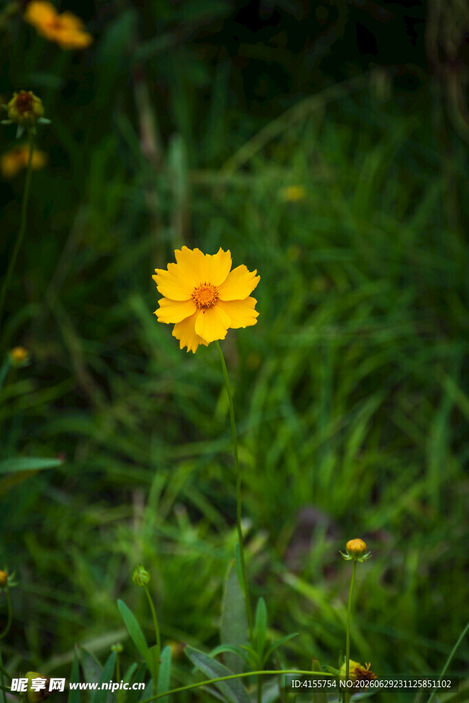 草丛中的金鸡菊