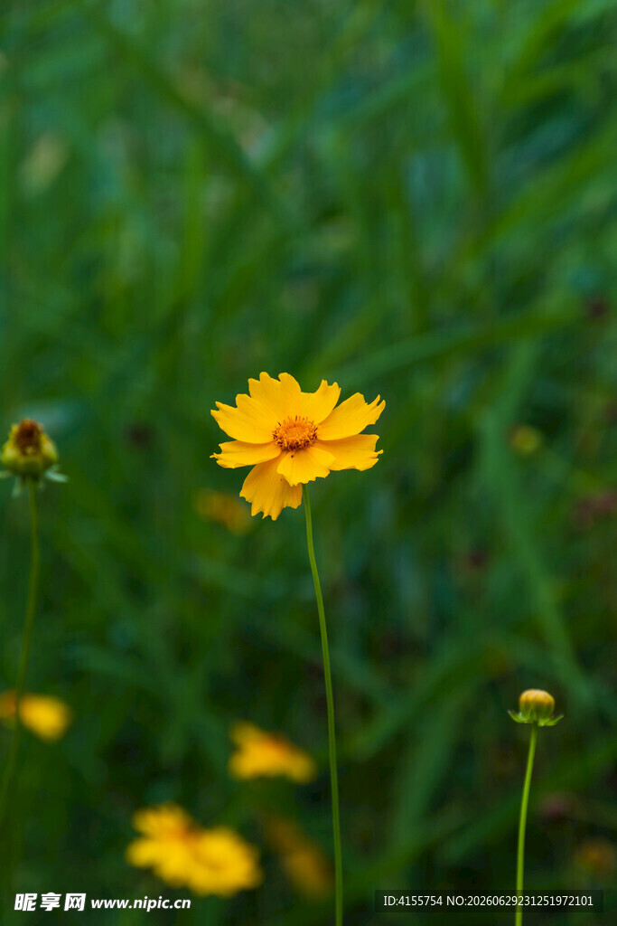 草丛中的金鸡菊花朵