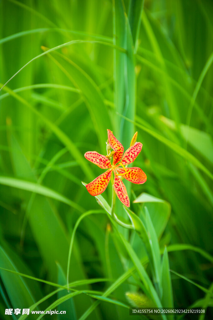 草丛中的艳丽蝴蝶花
