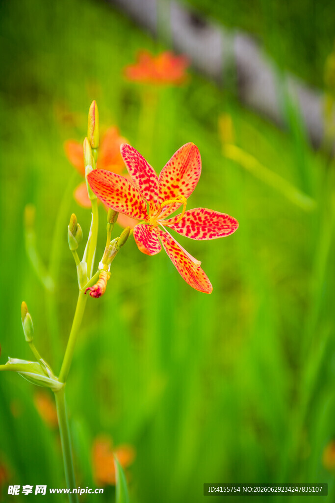 娇艳蝴蝶花