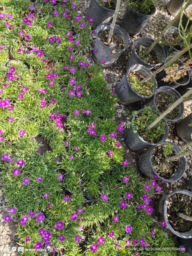 紫色小花与绿植共生景观