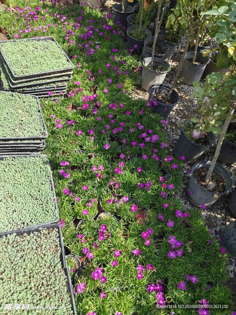 花园小径